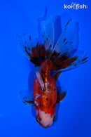 5.25" CALICO ORANDA GOLDFISH