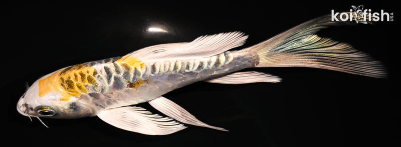 6" ARAGOKE KIN KIKOKURYU BUTTERFLY