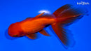 5.5" ORANDA GOLDFISH