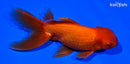 5.5" ORANDA GOLDFISH