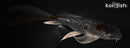 5.5" GINRIN METALLIC OCHIBA SHIGURE BUTTERFLY
