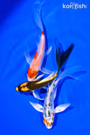 PACK OF (3) 4-5" BUTTERFLY KOI