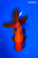 5.5" ORANDA GOLDFISH