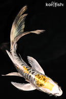 6" ARAGOKE KIN KIKOKURYU BUTTERFLY