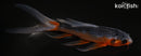 5" ASAGI BUTTERFLY
