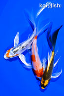 PACK OF (3) 4-5" BUTTERFLY KOI