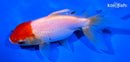 4.75" ORANDA GOLDFISH