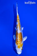 7.5" DOITSU LEMON HARIWAKE