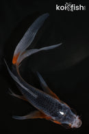 5" ASAGI BUTTERFLY