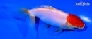 4.75" ORANDA GOLDFISH