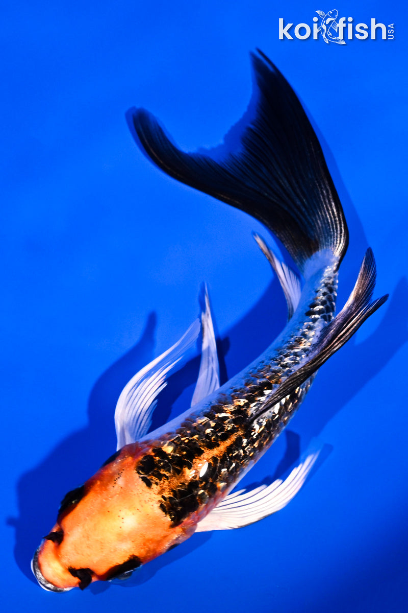 5.75" GINRIN KUJAKU BUTTERFLY