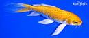6.75" HARIWAKE BUTTERFLY
