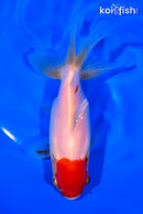 4.75" ORANDA GOLDFISH