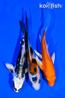 PACK OF (3) 4-5" BUTTERFLY KOI
