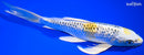 9.75" GINRIN KUJAKU BUTTERFLY