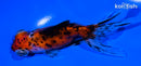 4.75" CALICO TELESCOPE FANTAIL GOLDFISH