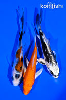PACK OF (3) 4-5" BUTTERFLY KOI
