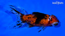 4.75" CALICO TELESCOPE FANTAIL GOLDFISH