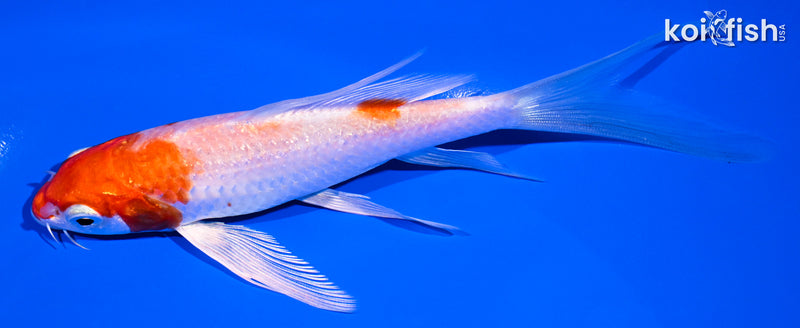 6" HARIWAKE BUTTERFLY