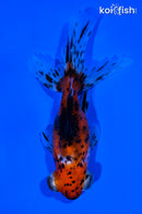 4.75" CALICO TELESCOPE FANTAIL GOLDFISH