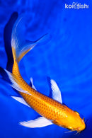 6.75" HARIWAKE BUTTERFLY