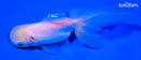5" ORANDA GOLDFISH