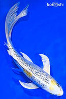 9.75" GINRIN KUJAKU BUTTERFLY