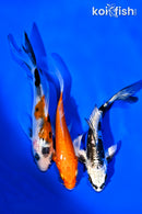 PACK OF (3) 4-5" BUTTERFLY KOI
