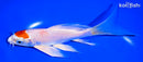 6.75" HARIWAKE BUTTERFLY