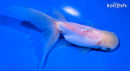 5" ORANDA GOLDFISH