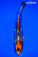 8.25" KUJAKU