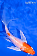 6" HARIWAKE BUTTERFLY