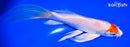 6.75" HARIWAKE BUTTERFLY