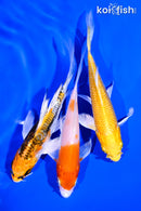 PACK OF (3) 4-5" BUTTERFLY KOI