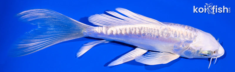 5.75" ARAGOKE PLATINUM OGON BUTTERFLY