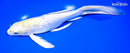 9" GINRIN LEMON HARIWAKE BUTTERFLY