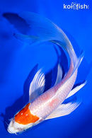 6.75" HARIWAKE BUTTERFLY