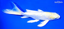 9" GINRIN LEMON HARIWAKE BUTTERFLY