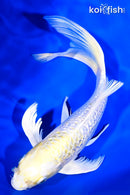 9" GINRIN LEMON HARIWAKE BUTTERFLY