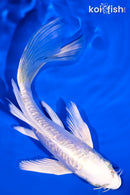 5.75" ARAGOKE PLATINUM OGON BUTTERFLY