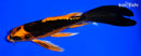 7.25" ORENJI MATSUBA BUTTERFLY