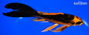 7.25" ORENJI MATSUBA BUTTERFLY