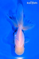5" ORANDA GOLDFISH