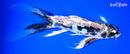 10.25" KIKOKURYU BUTTERFLY