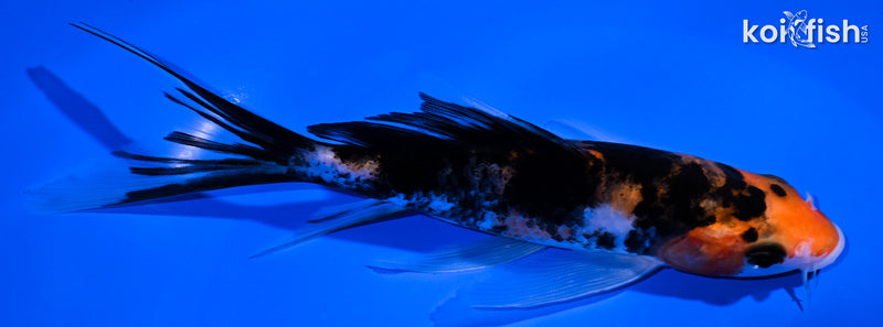 6" SANKE BUTTERFLY