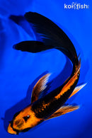 7.25" ORENJI MATSUBA BUTTERFLY