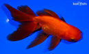 5.5" ORANDA GOLDFISH