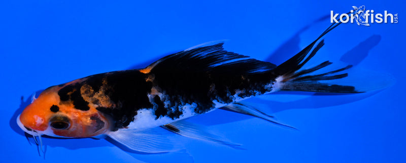 6" SANKE BUTTERFLY