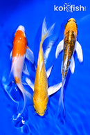 PACK OF (3) 4-5" BUTTERFLY KOI