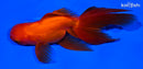 5.5" ORANDA GOLDFISH